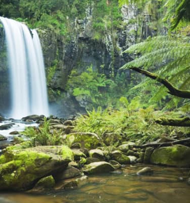 Daintree Rainforest